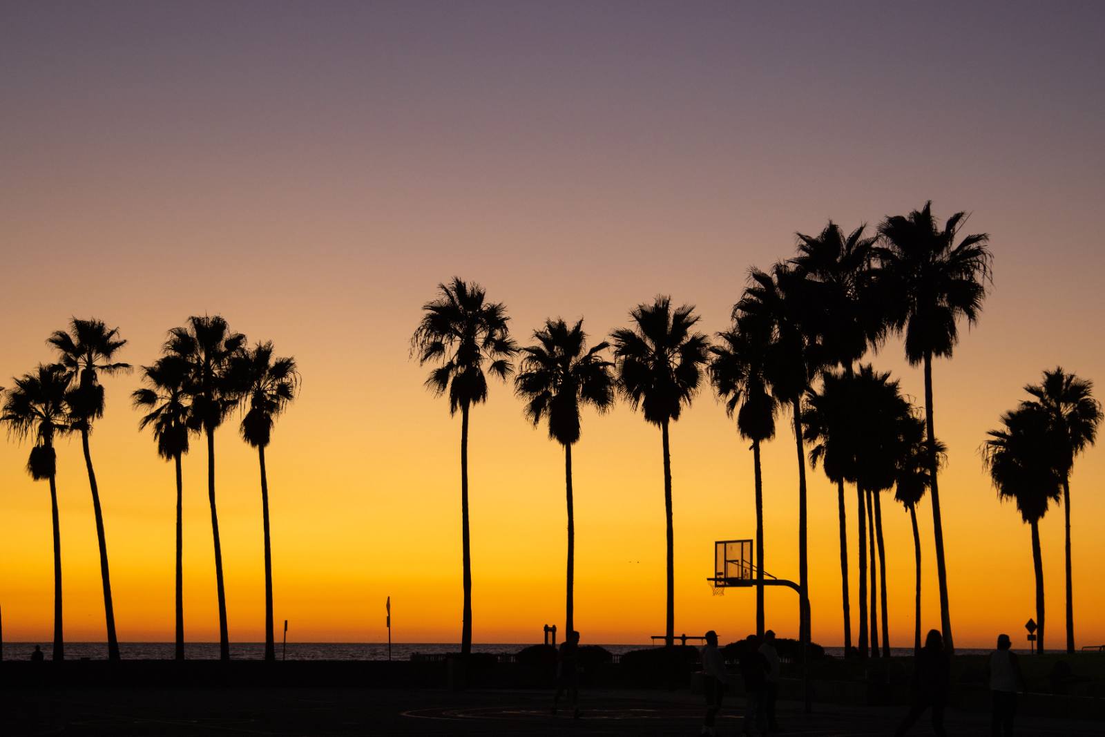 Palms along Venice Beach at sunset